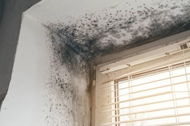 Affordable Mold Removal solutions in San Antonio, FL
