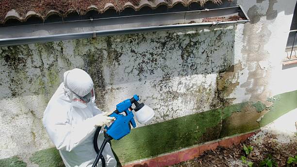Top rated local Mold Removal specialists in San Antonio, FL